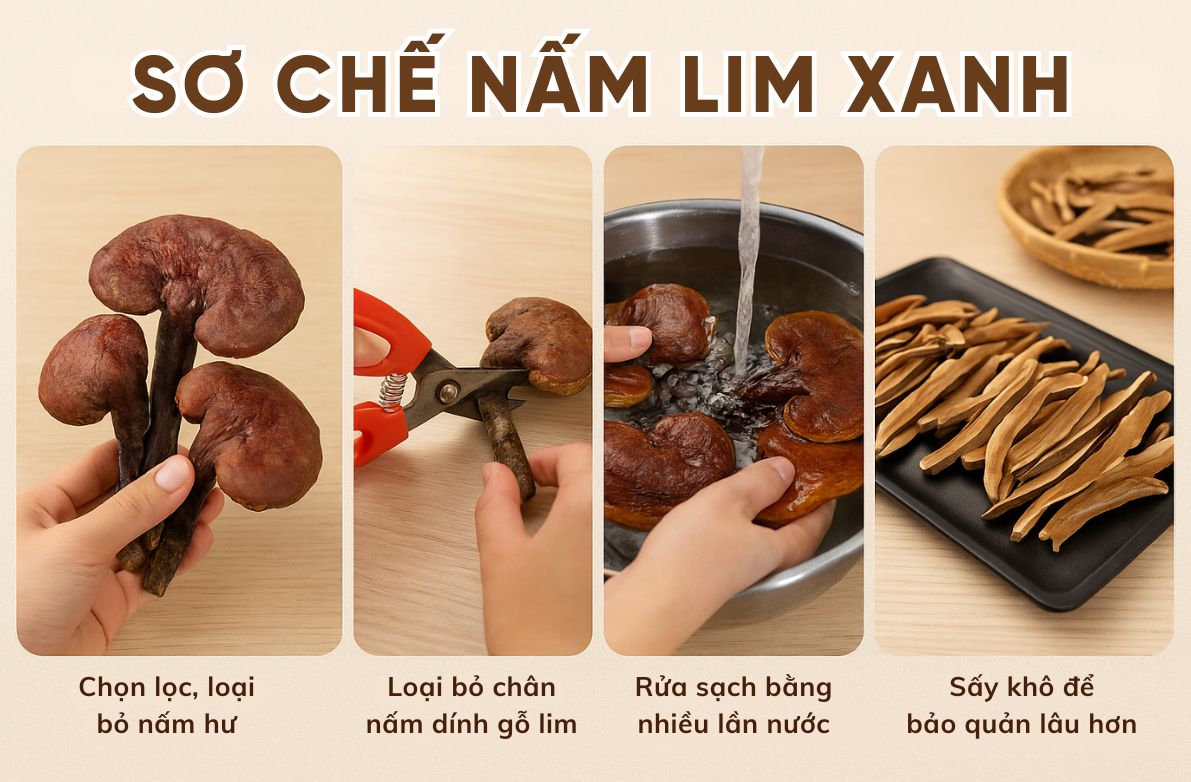 cách uống nấm lim xanh